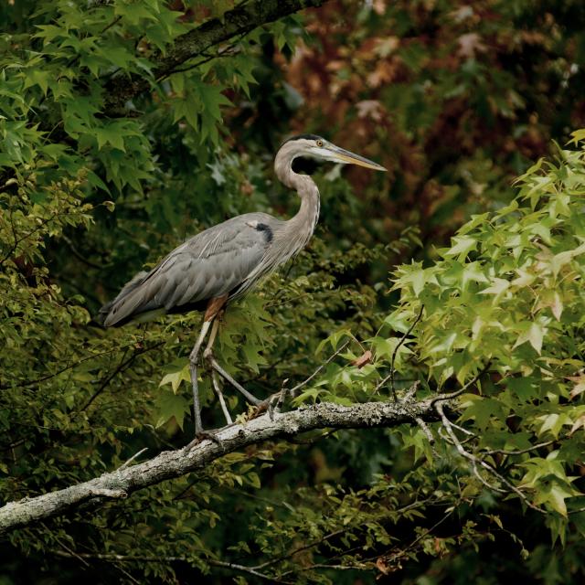 Blue Heron at Lake Catherine